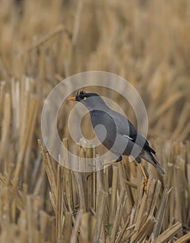 A Beautiful Black Wild Bird On The Paddyfield