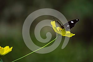 Beautiful black wild butterfly sitting on yellow petal flower
