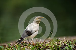 The beautiful black winged myna