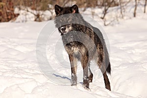 Beautiful black wolf