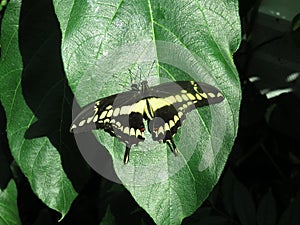 A beautiful black and yellow butterfly on green leaves