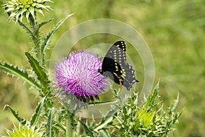 Black and yellow Butterfly on Texas Purple Thistle flower