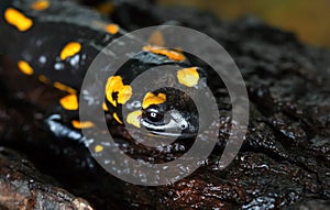 Beautiful black-yellow fiery salamander on a stone in the forest close-up