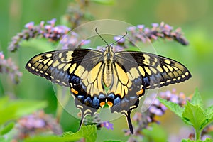 Beautiful black, yellow and orange butterfly rests among the foliage of a garden