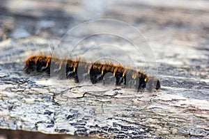 Beautiful black yellow orange caterpillar creeps on an old wood in the garden closeup