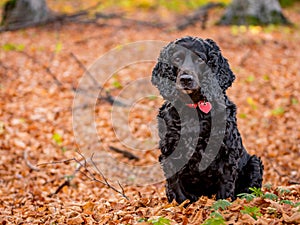 Beautiful black young cocker spaniel playing in an autumn landscape with copper dry fallen leaves