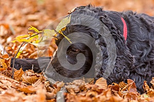 Beautiful black young cocker spaniel playing in an autumn landscape with copper dry fallen leaves