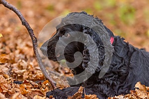 Beautiful black young cocker spaniel playing in an autumn landscape with copper dry fallen leaves