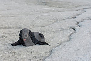 Beautiful black young cocker spaniel standing in the lunar landscape of the muddy volcanoes