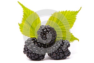 Beautiful blackberries