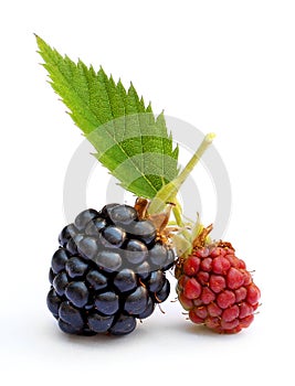 Beautiful blackberries