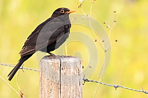 Beautiful blackbird bird sitting on a wooden pole
