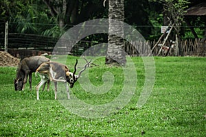 Beautiful blackbuck Antilope cervicapra standing