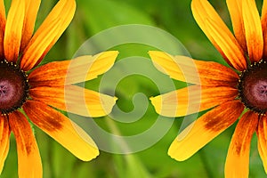 Beautiful Blackeyed Susan Flowers Close-Up Background. Copy space.