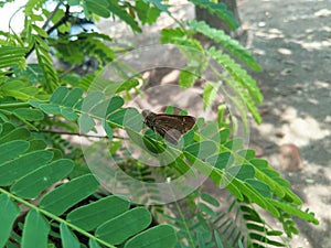 A beautiful blackish brown butterfly is perched on a green tamarind leaf