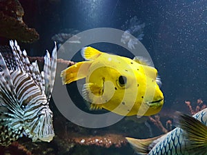 Beautiful Blackspotted Buffer fish in the Aquarium photo