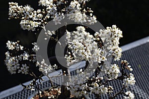 A beautiful blackthorn bonsai in spring flower