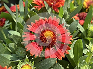 Beautiful blanket flower (lat.- Gaillardia × grandiflora