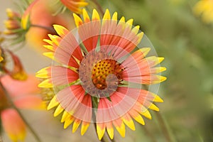 Beautiful Blanket Flowers