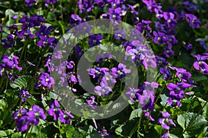 Beautiful Blanket of Wild Violets Violaceae