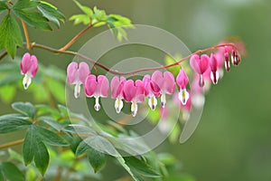 Beautiful bleeding heart flowers