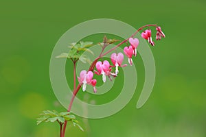 Bleeding heart flowers in the garden