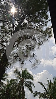 beautiful blend of trees and sky