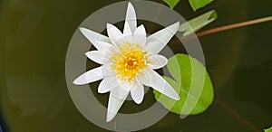 beautiful bloming white lotus