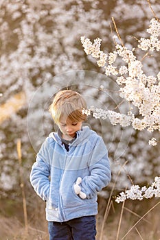 Beautiful blond child, boy, holding twig, braided whip made from pussy willow, traditional symbol of Czech Easter used for