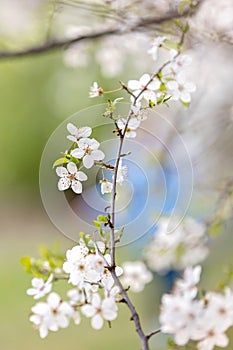 Beautiful blond child, boy, holding twig, braided whip made from pussy willow, traditional symbol of Czech Easter used for