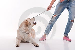 Beautiful blond girl with Labrador Retriever