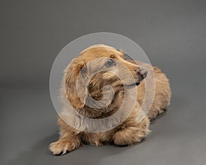 Beautiful Blond Longhaired Dachshund On Gray Seamless Background