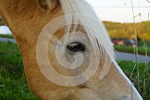 a blond Palomono mare looking at the passers-by in the Bavarian village Birkach, Germany photo
