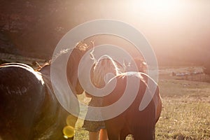 A beautiful blond woman playing with horses in a field.