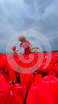 Beautiful blonde girl in red dress and white straw hat with wicker basket on colorful tulip fields.