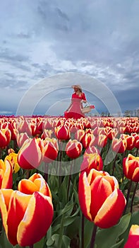 Beautiful blonde girl in red dress and white straw hat with wicker basket on colorful tulip fields.