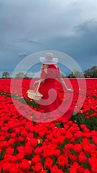 Beautiful blonde girl in red dress and white straw hat with wicker basket on colorful tulip fields.