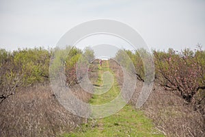 Beautiful blonde woman in pink dress on the road in the garden in the spring