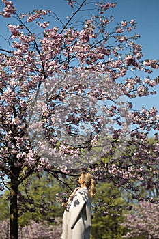 Beautiful blonde young woman in Sakura Cherry Blossom park in Spring enjoying nature and free time during her traveling