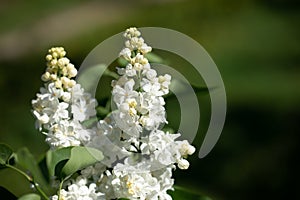 Beautiful bloom branches of spring white lilac on deep green foliage background. Copy space