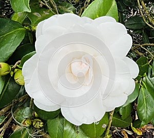 Beautiful bloom of the Camellia reticulata plants photo