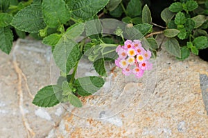 Beautiful bloom colorful flowers in the garden