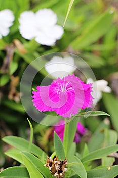 Beautiful bloom colorful flowers in the garden