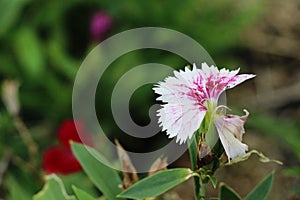 Beautiful bloom colorful flowers in the garden