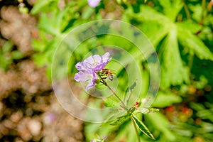 Geranium wilfordii with pink color