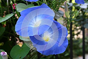 Beautiful bloom ipomoea