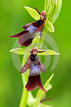 Beautiful bloom in the meadow. Nice wild orchid. Fly Orchid, Ophrys insectifera, flowering European terrestrial wild orchid