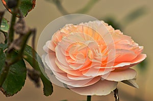 Beautiful bloom orange rose in garden