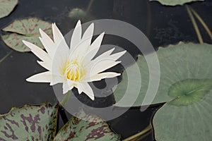Beautiful bloom white lotus in the pond