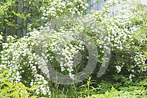 Beautiful bloom of white spireae van houtte or golden fountain